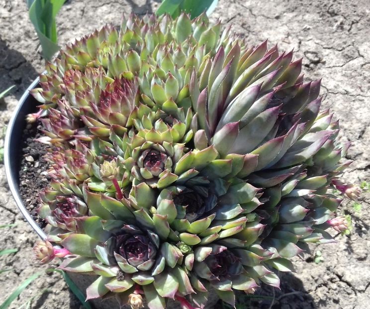 4 - Sempervivum