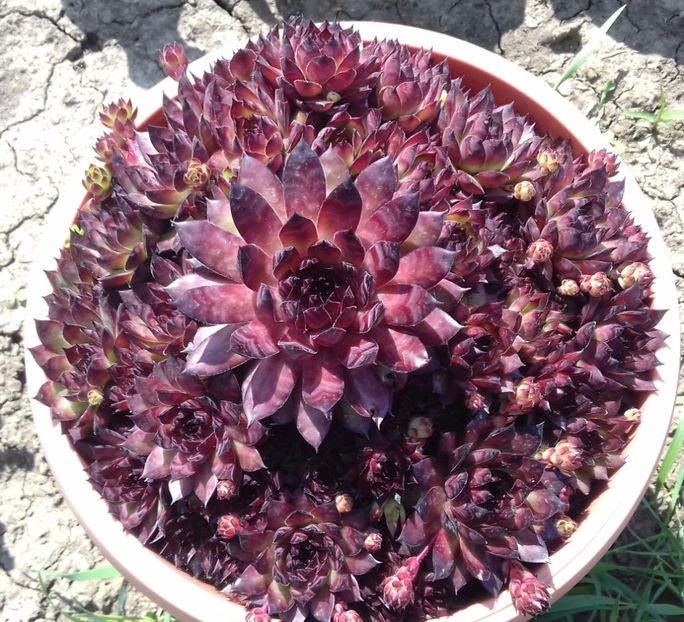 5 - Sempervivum