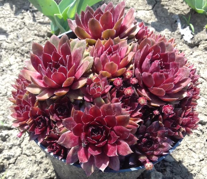 6 - Sempervivum