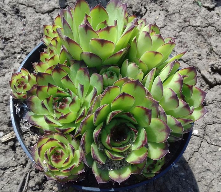 9 - Sempervivum