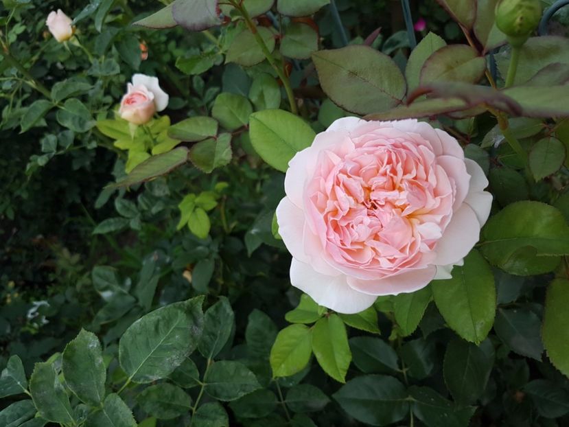 evelyn - 2 trandafiri 2017 II