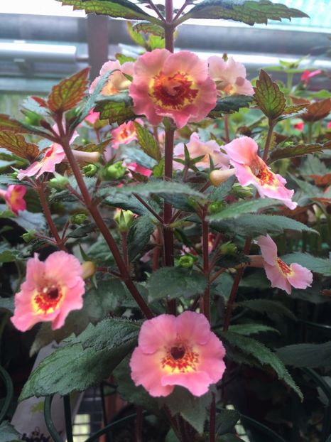 Yellow Qween Hy - 2-La Familia Dietze