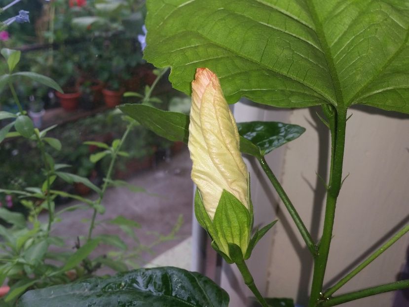 16-07-2017 - Swamp Music-4-pierdut