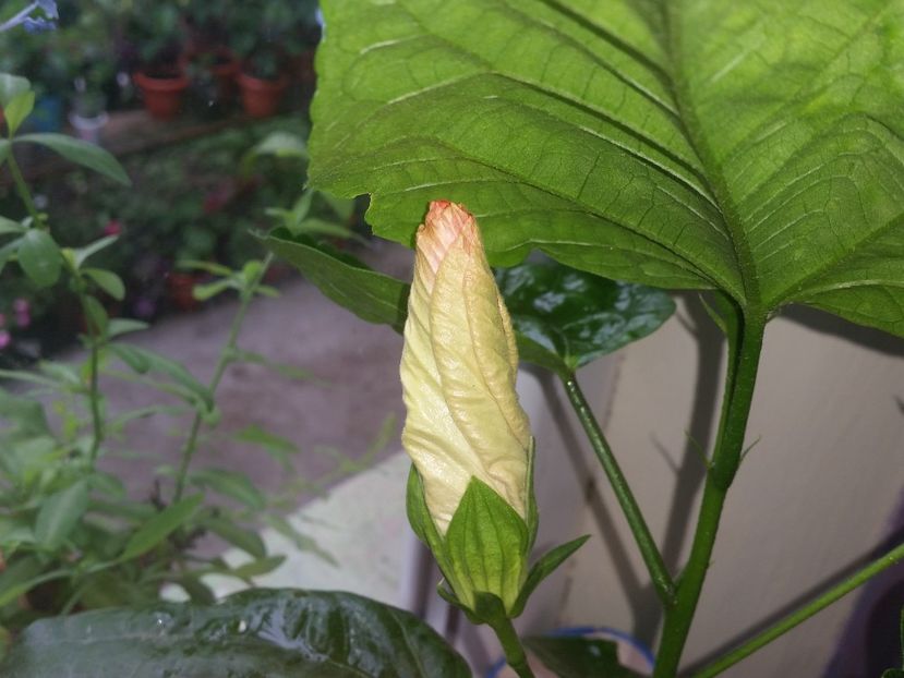  - Swamp Music-4-pierdut