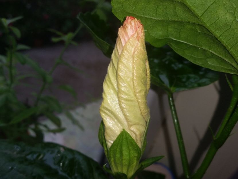  - Swamp Music-4-pierdut