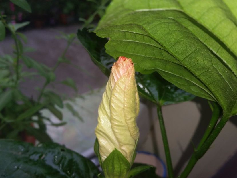  - Swamp Music-4-pierdut