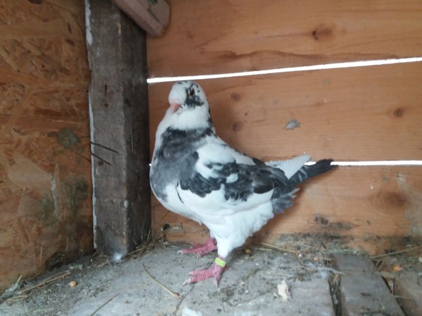  - Pui Americani GIANT HOMER 2017