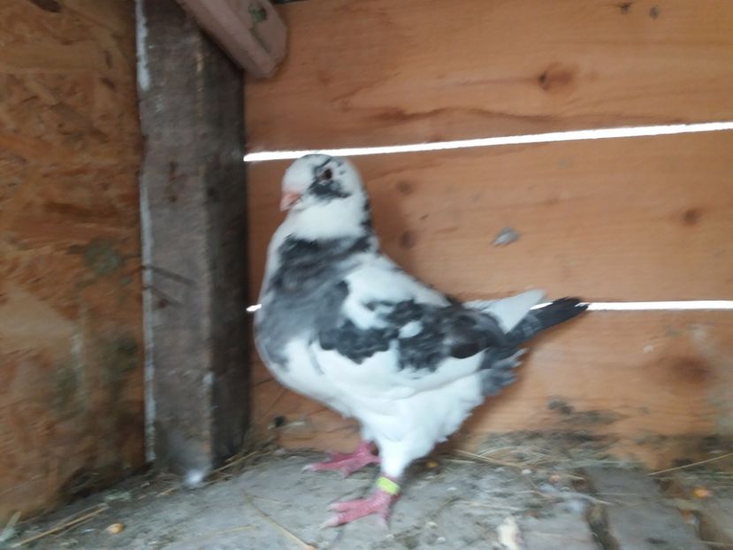  - Pui Americani GIANT HOMER 2017