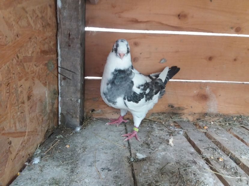  - Pui Americani GIANT HOMER 2017