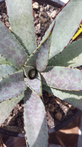 Vandut Agave mangave bloodspot 100 - Vandute