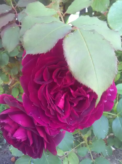  - William Shakespeare