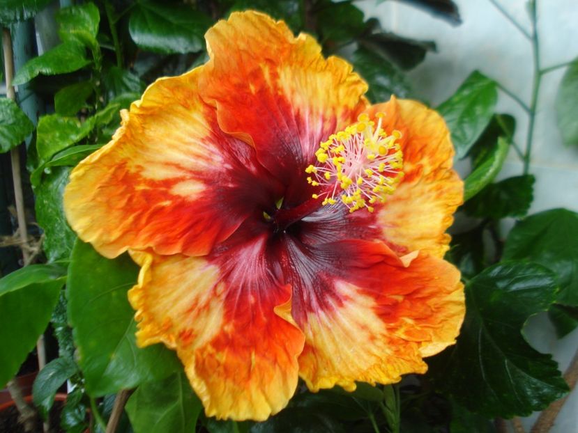  - Hibiscus Moorea Sunset Star