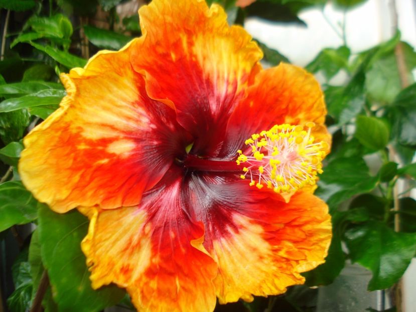  - Hibiscus Moorea Sunset Star