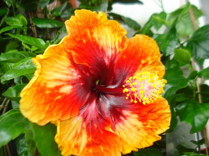  - Hibiscus Moorea Sunset Star