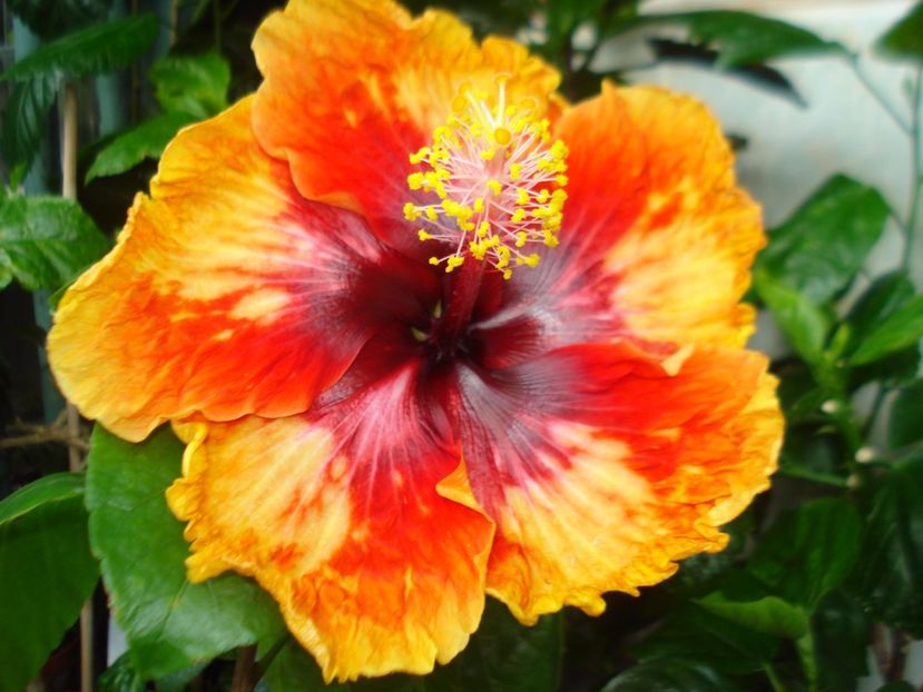  - Hibiscus Moorea Sunset Star