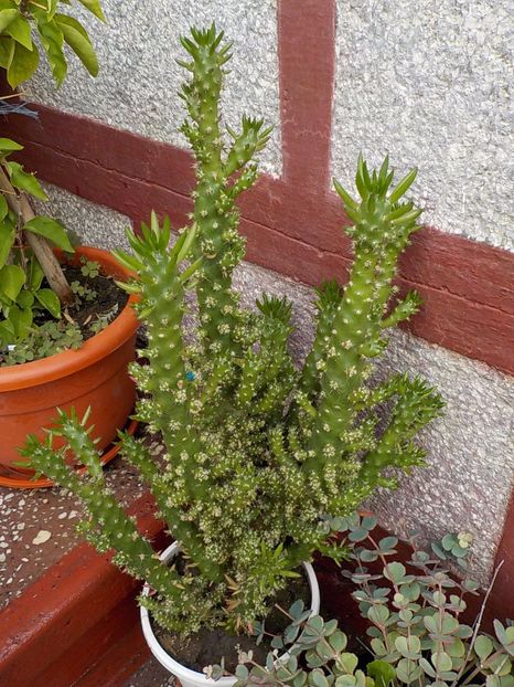 austrocylindropuntia subulata - astrocylindropuntia subulata