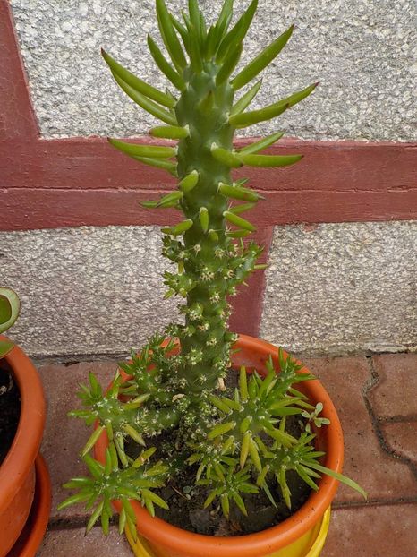  - CACTUSI si SUCULENTE