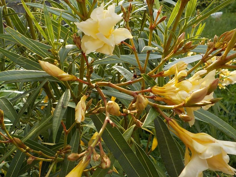  - luteum plenum nr 20