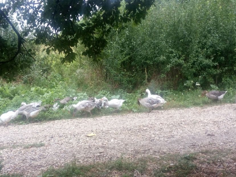  - Gaste cu boboci 2017