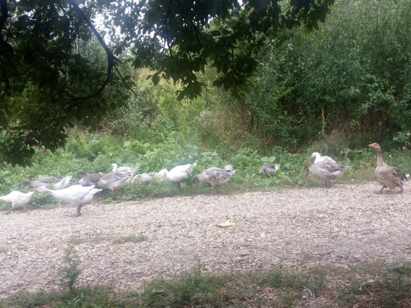  - Gaste cu boboci 2017