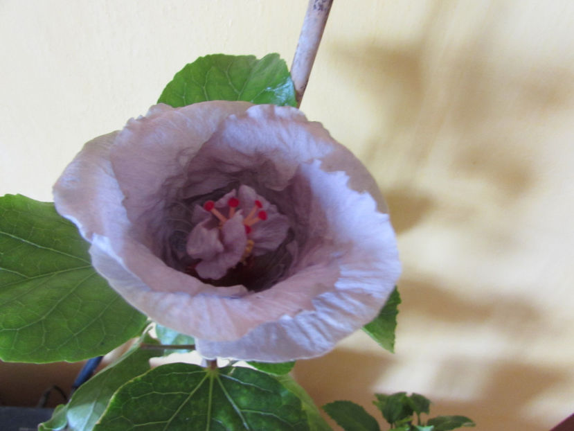 Petra - Hibiscus 2017