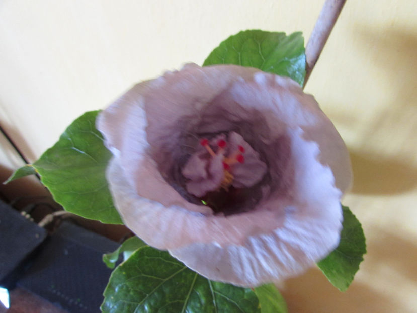  - Hibiscus 2017