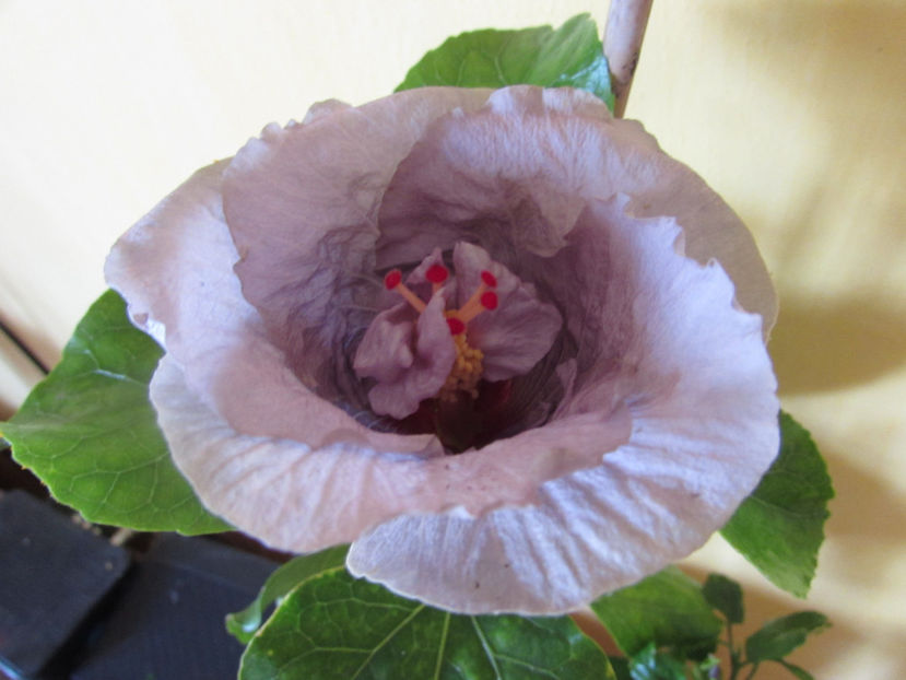  - Hibiscus 2017