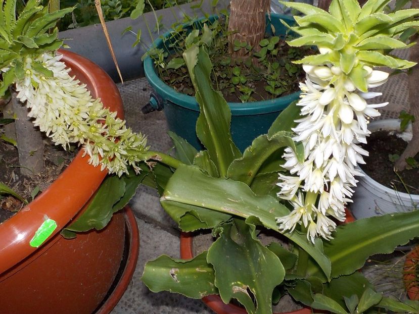  - eucomis