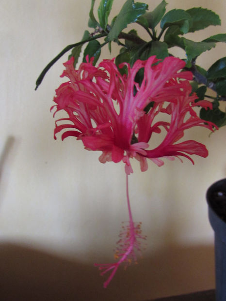  - Hibiscus 2017