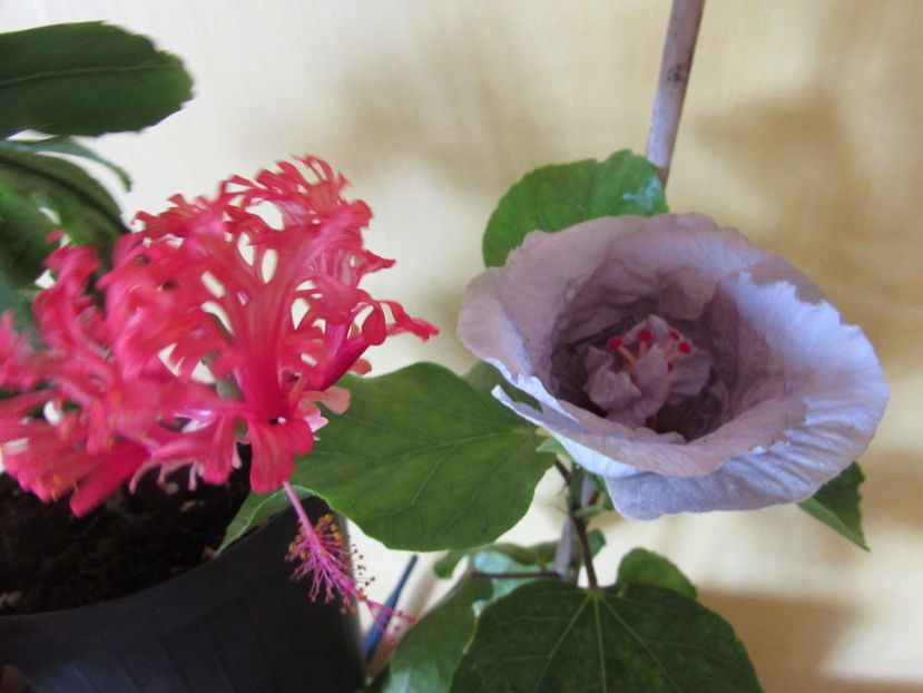  - Hibiscus 2017