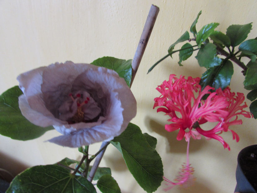  - Hibiscus 2017