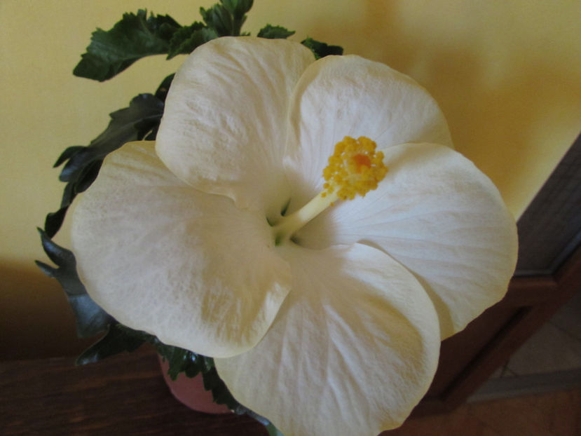 San Remo - Hibiscus 2017
