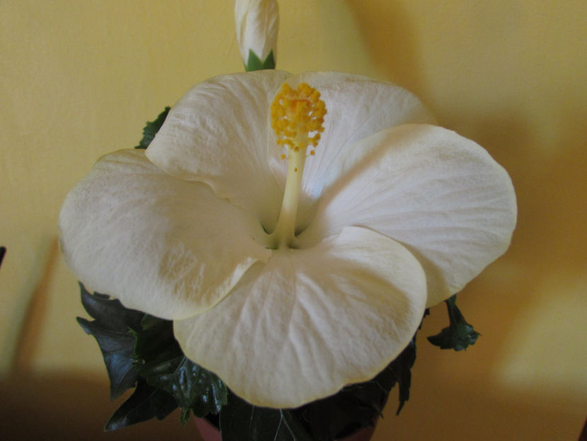  - Hibiscus 2017