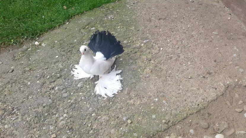 mihai (13) - pui 2017