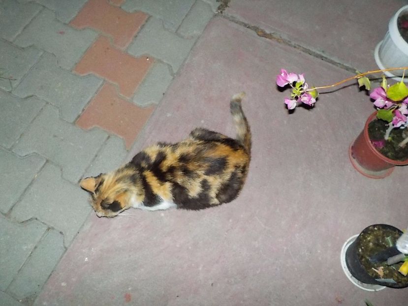 - Animalutele mele