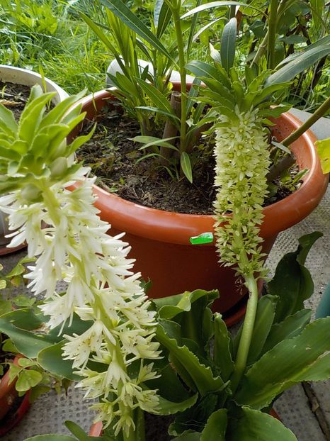  - eucomis