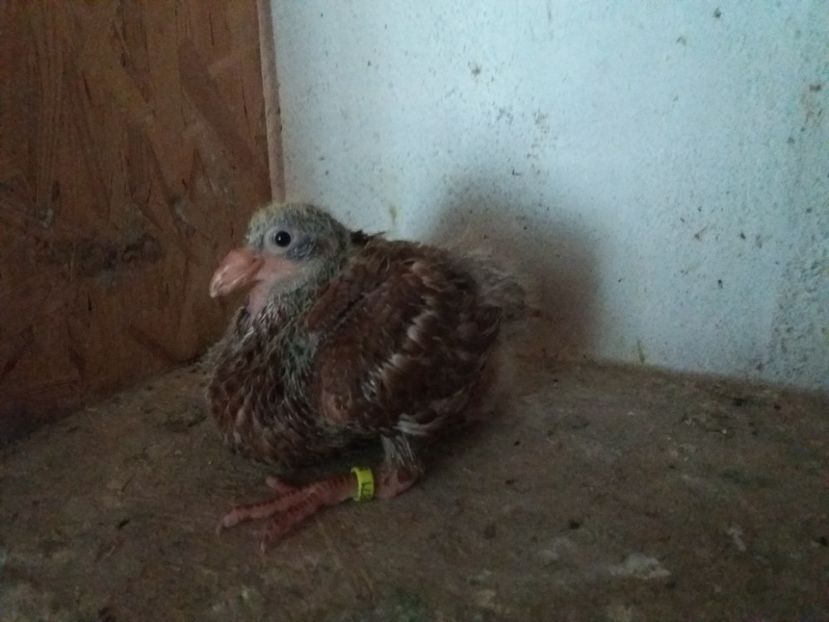  - Pui Americani GIANT HOMER 2017