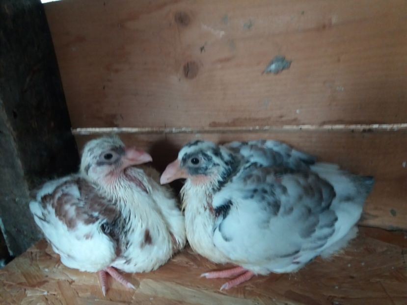  - Pui Americani GIANT HOMER 2017