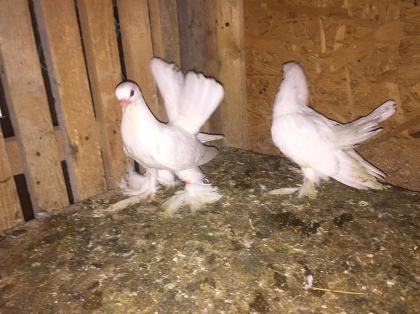 rostow (6) - ROSTOWI NEGRI-ALBI-BOBATI