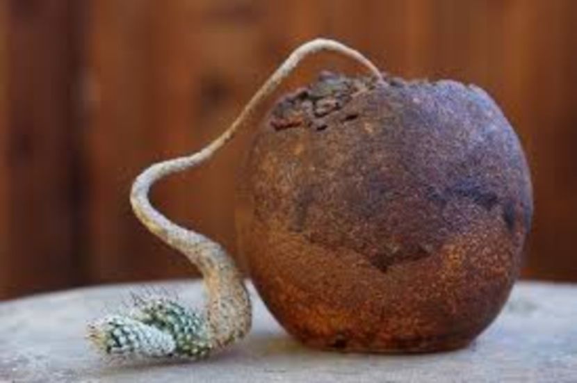Gymnocactus subterraneus - achizitionat - Whish list pentru viata urmatoare1
