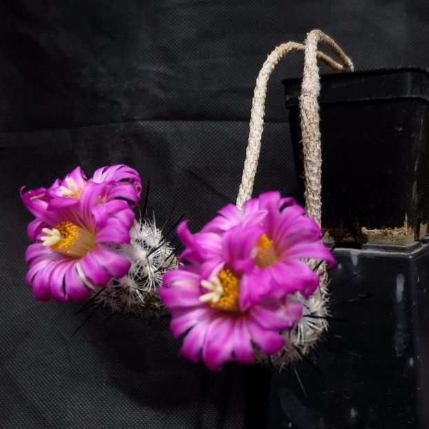 Gymnocactus subterraneus - achizitionat - Whish list pentru viata urmatoare1