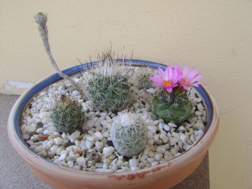 Grup de 6 Gymnocactus (Turbinicarpus) - Cactusi 2017 bis bis