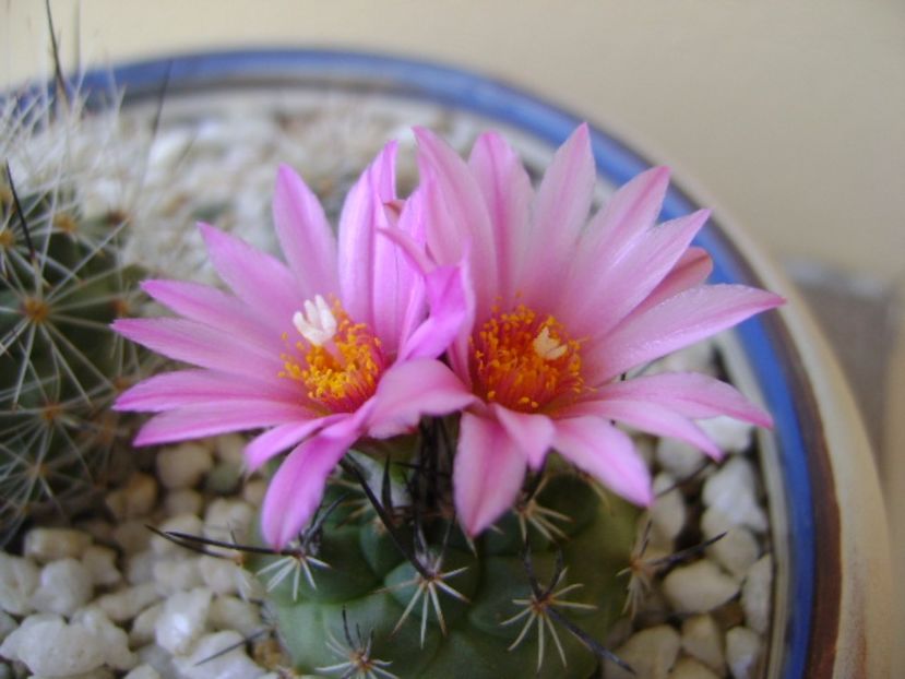 Turbinicarpus viereckii - Cactusi 2017 bis bis