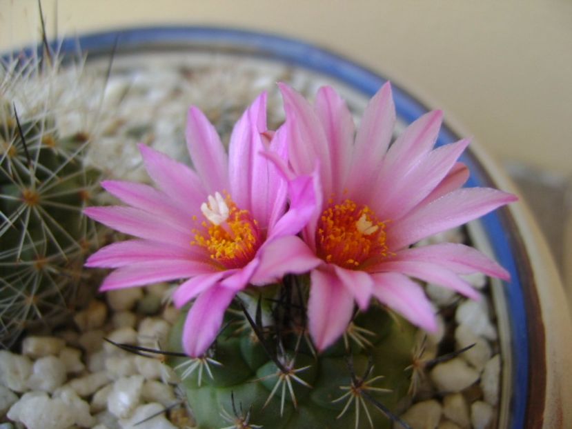 Turbinicarpus viereckii - Cactusi 2017 bis bis