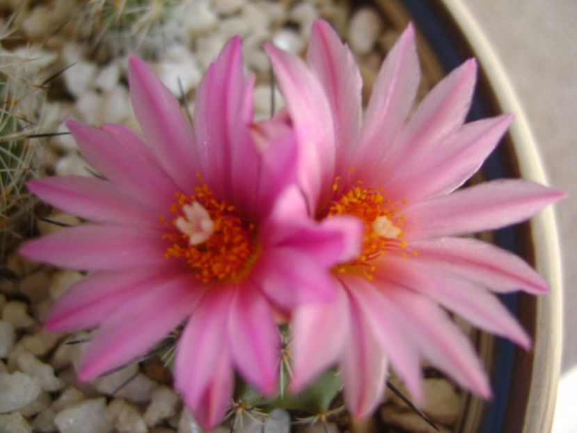 Turbinicarpus viereckii - Cactusi 2017 bis bis