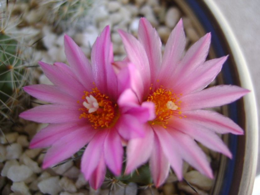 Turbinicarpus viereckii - Cactusi 2017 bis bis