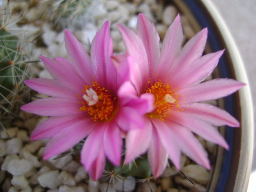 Turbinicarpus viereckii - Cactusi 2017 bis bis