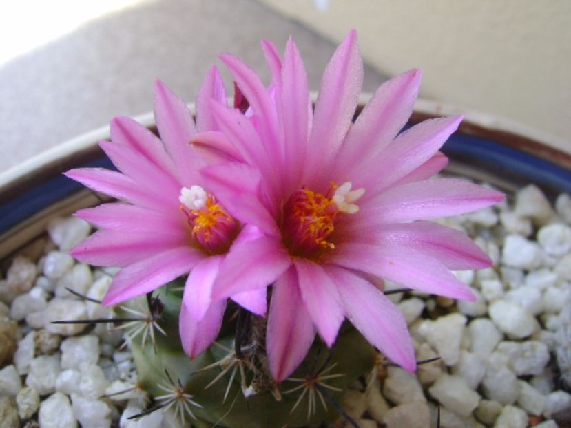 Turbinicarpus viereckii - Cactusi 2017 bis bis