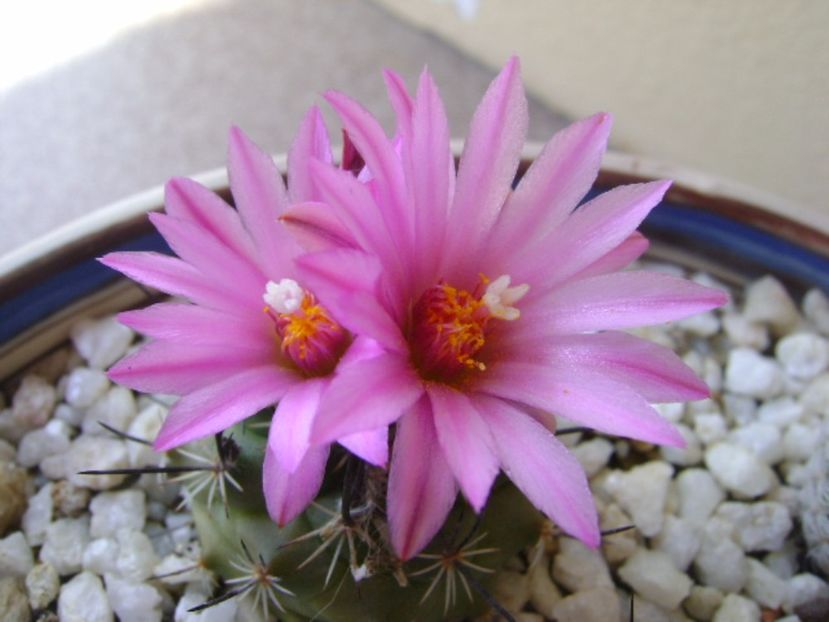 Turbinicarpus viereckii - Cactusi 2017 bis bis