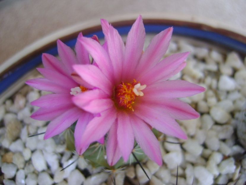 Turbinicarpus viereckii - Cactusi 2017 bis bis